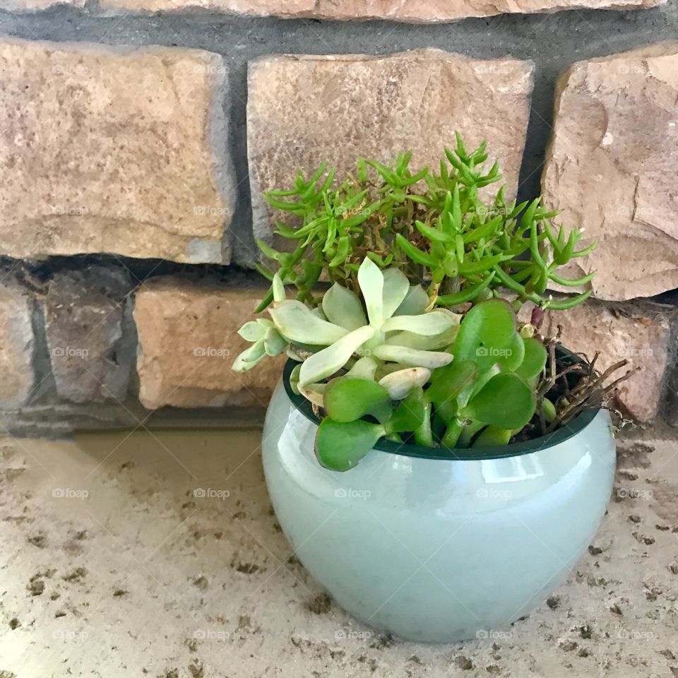 Green Succulent plants outdoors in a glass pot 