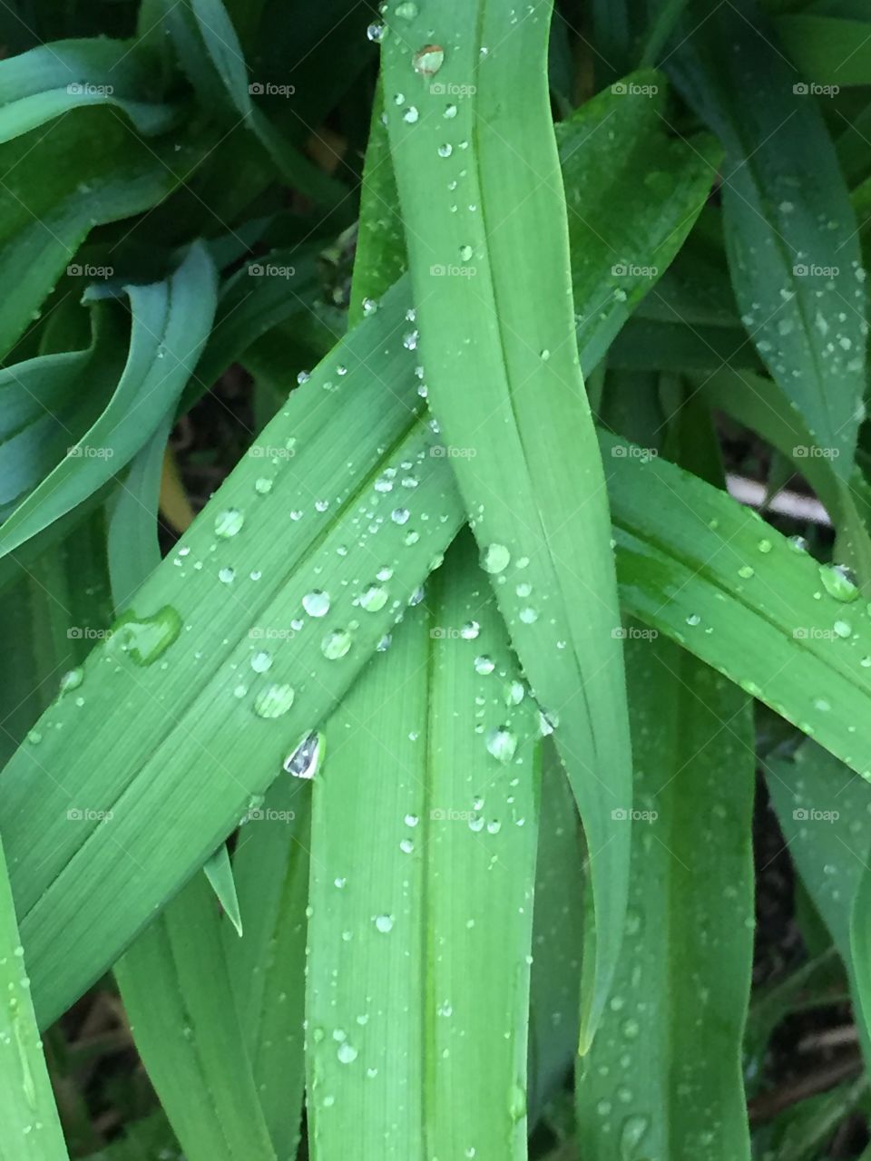 Dewdrops 