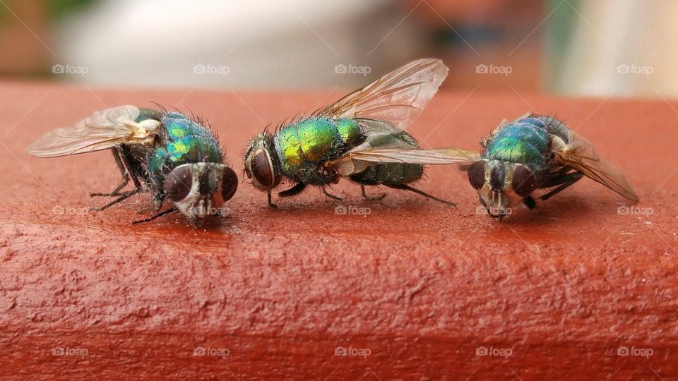 Three flies on a ramp