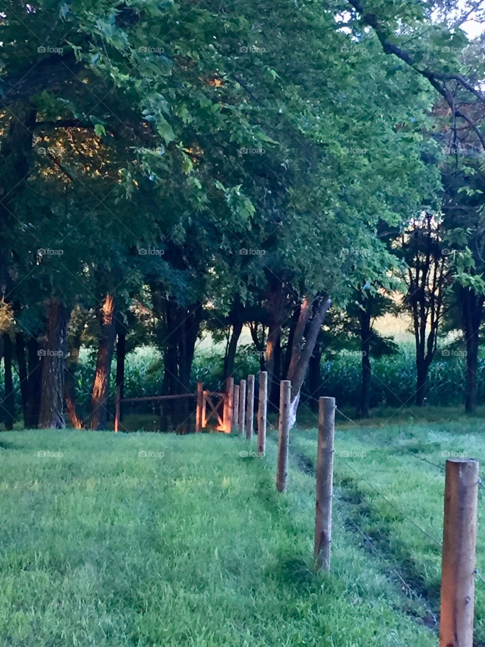 Early morning sunlight creeps into a grove of trees by a wire fence with wooden posts 