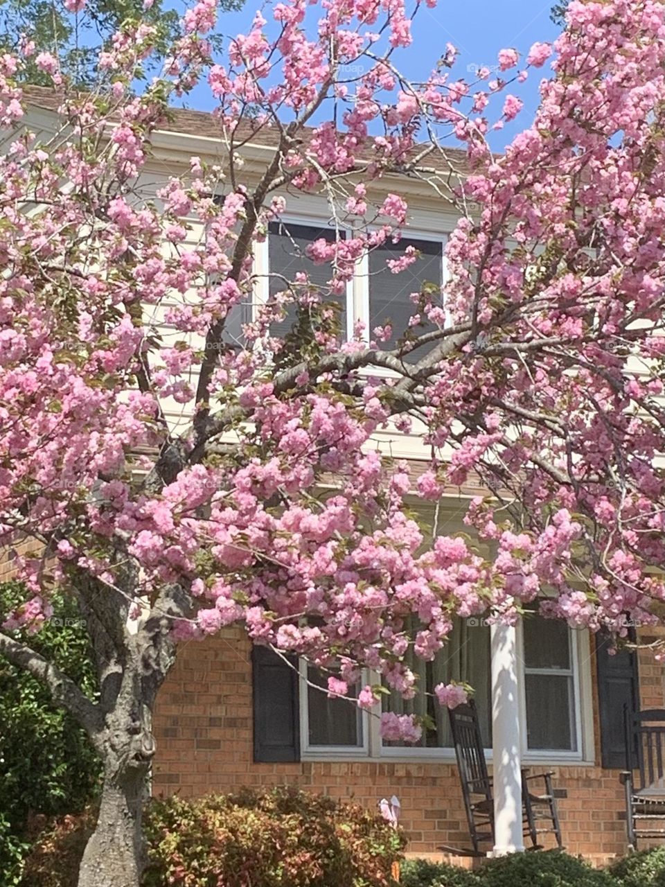 Cherry blossoms 