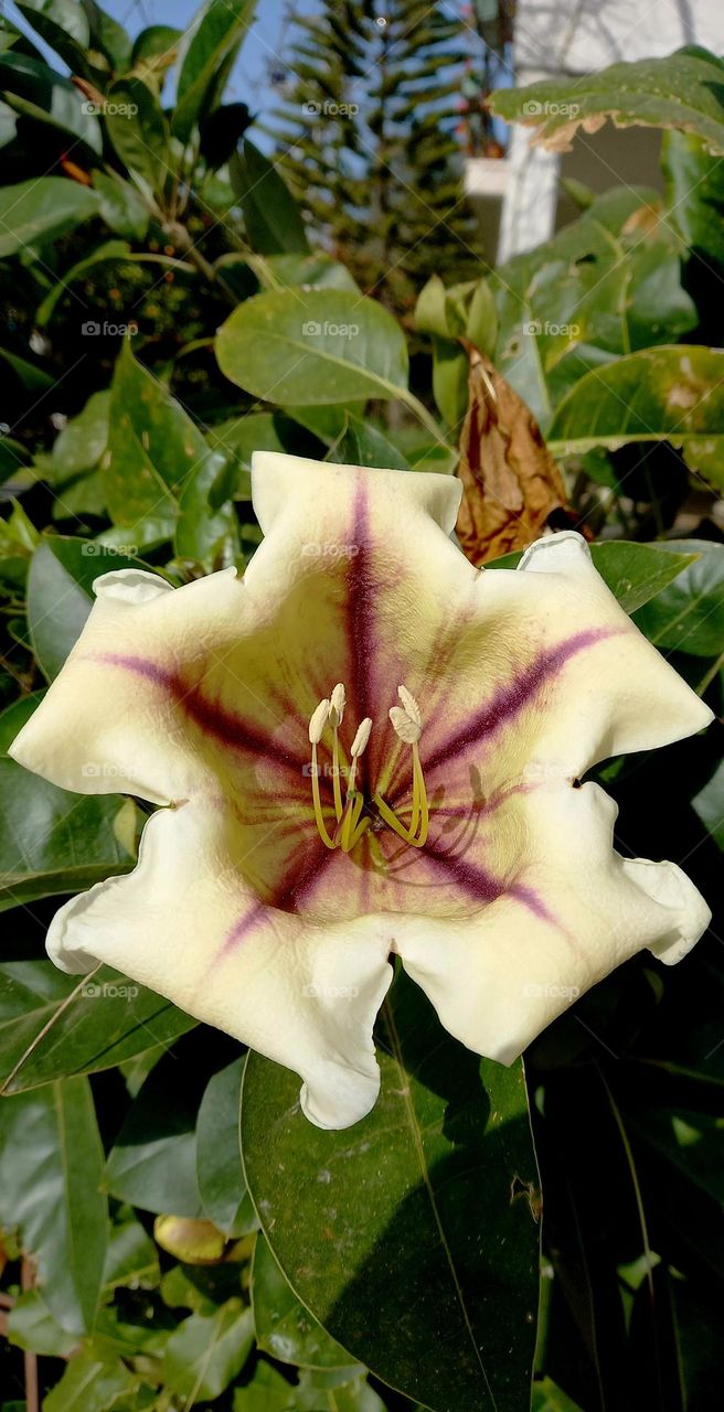 Solandra Maxima