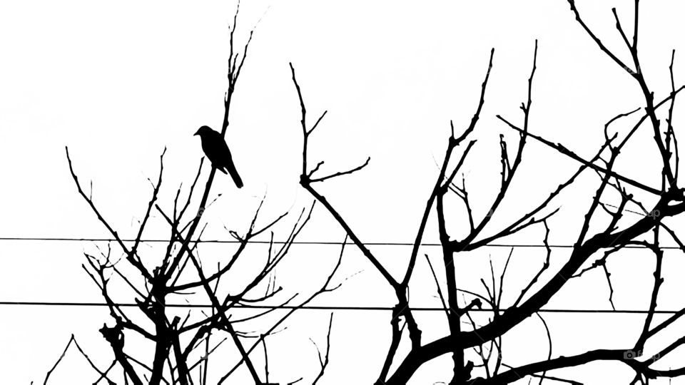 Bird Silhouette