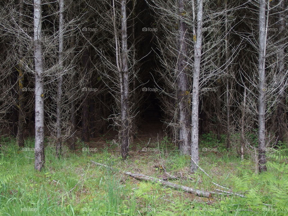 Eerie atmosphere amongst rows of trees in the grasses on the edge of a forest and agricultural land on a spring day in Western Oregon. 