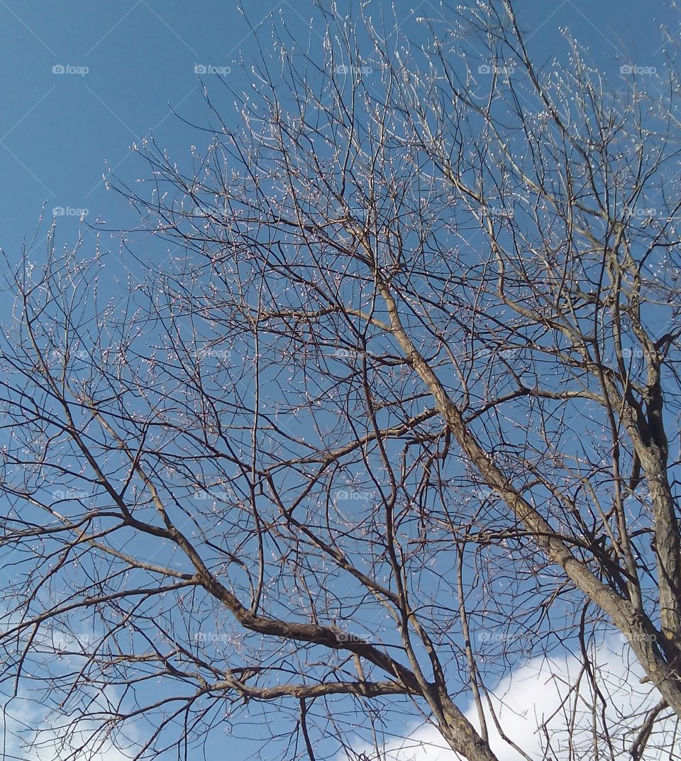 Tree, Branch, Winter, Wood, Landscape