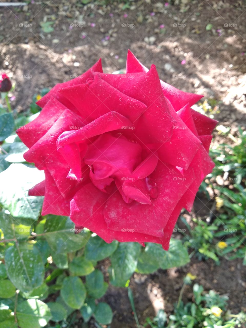 Red rose