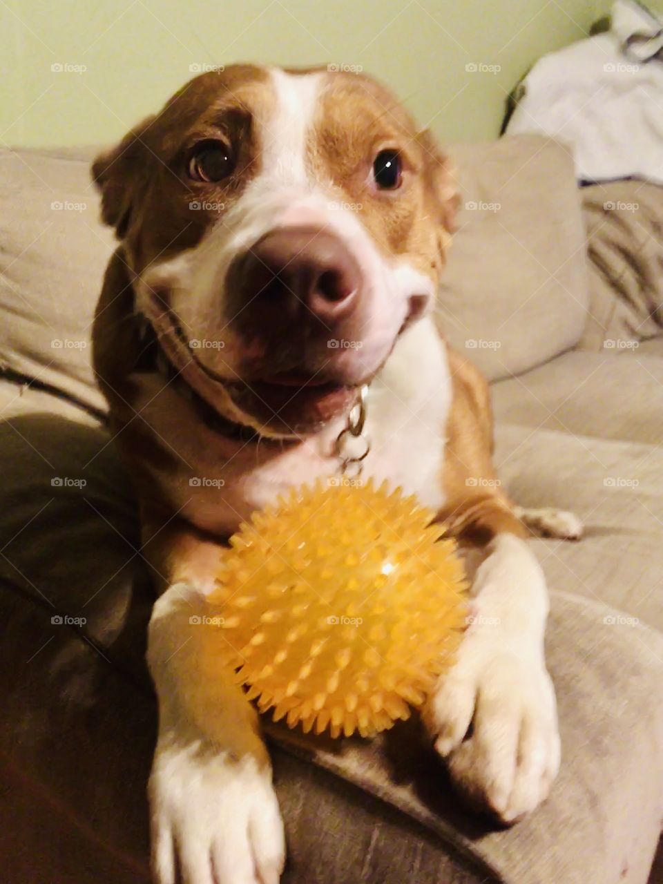 Beautiful rescue pitbull dog smiling with a ball