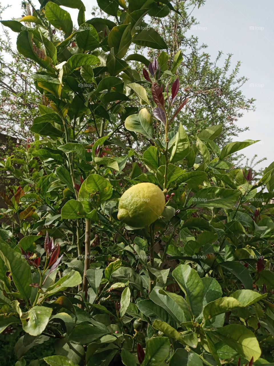 Lemon tree