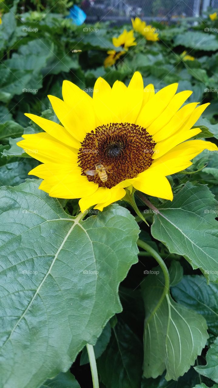 sunflower
