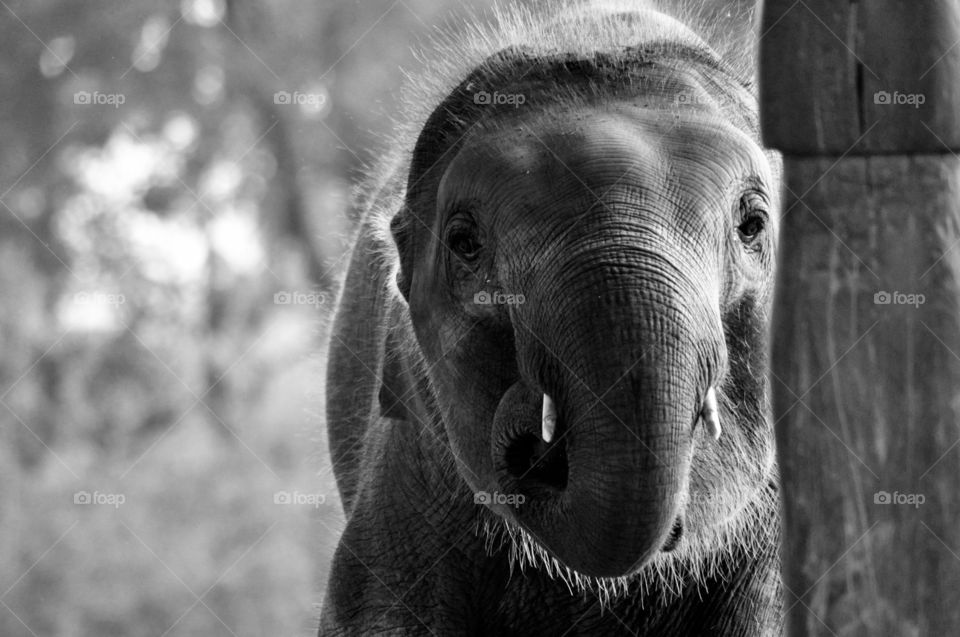 Baby elephant
