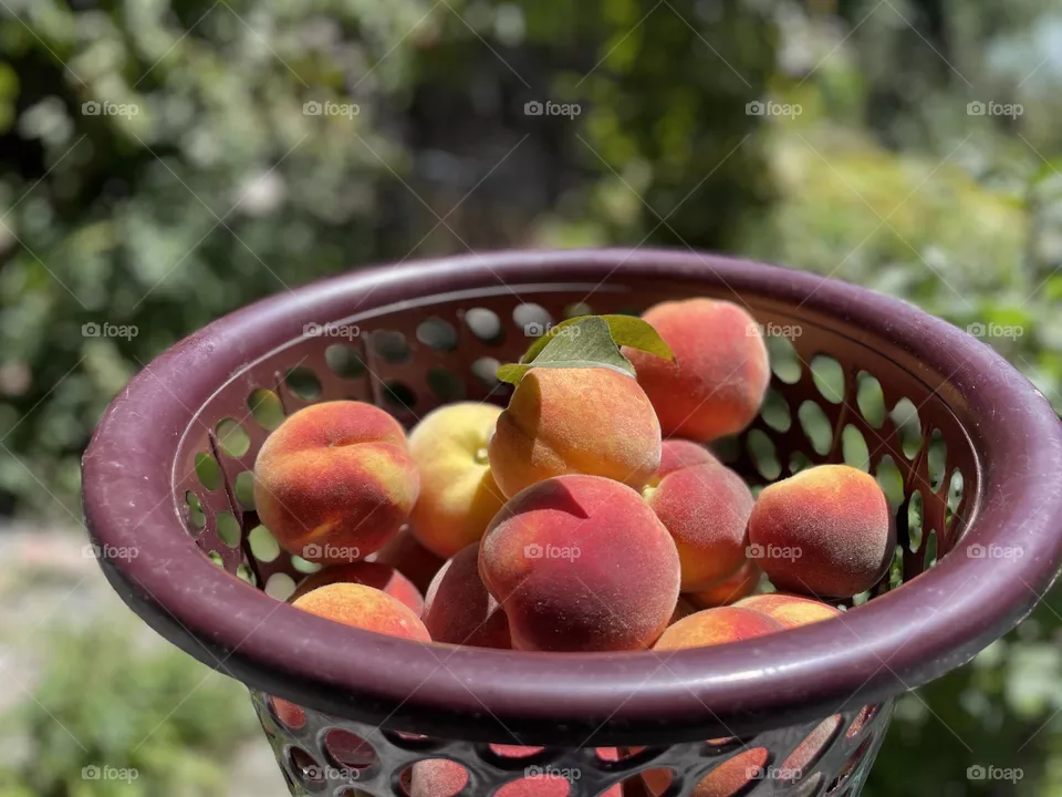 fruits