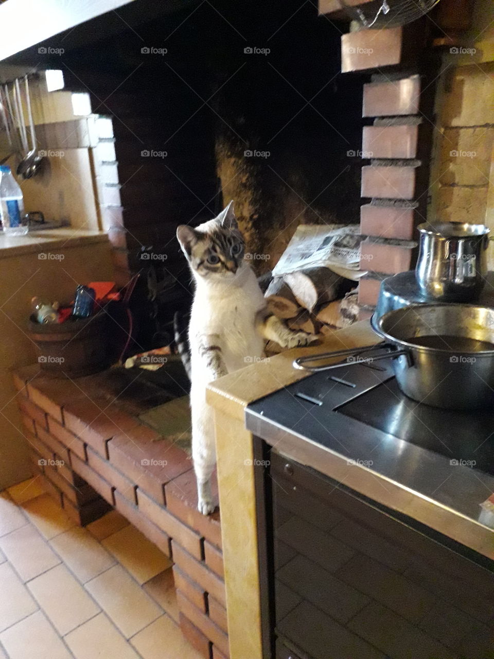 My cat looking for food