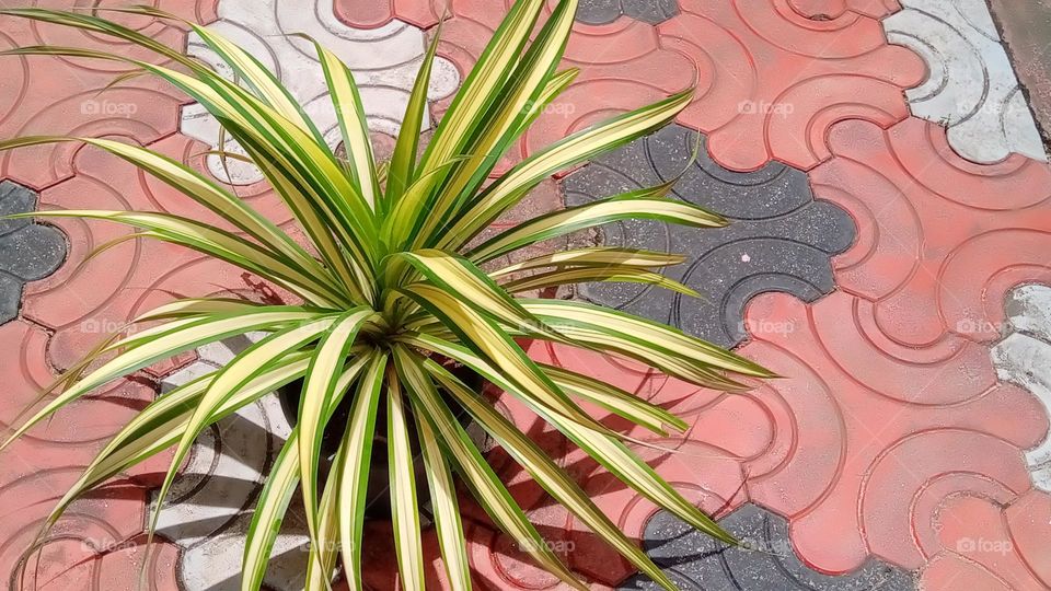 plant with colored dream.