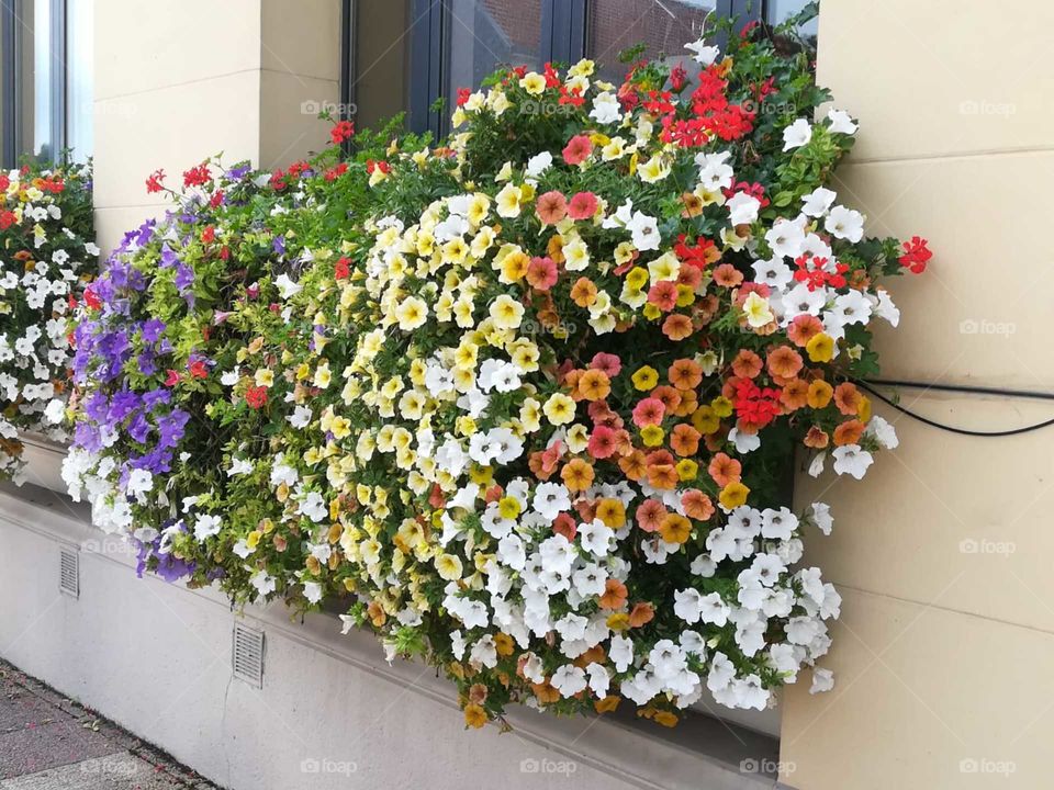 Flores en la ventana