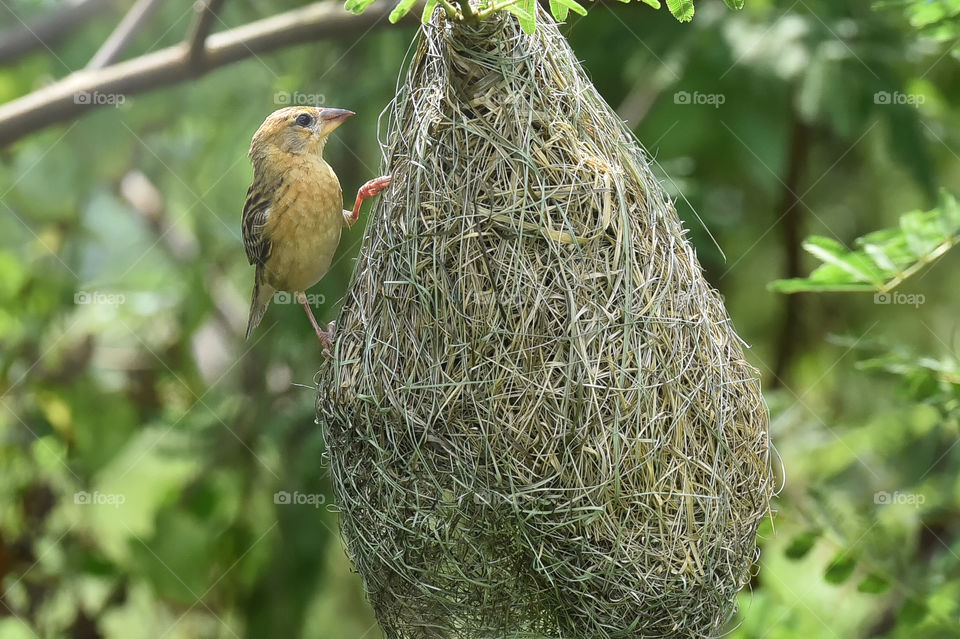 Weaver bird on the nest