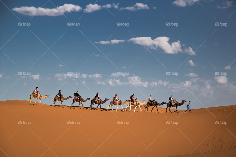camels in the sahara desert