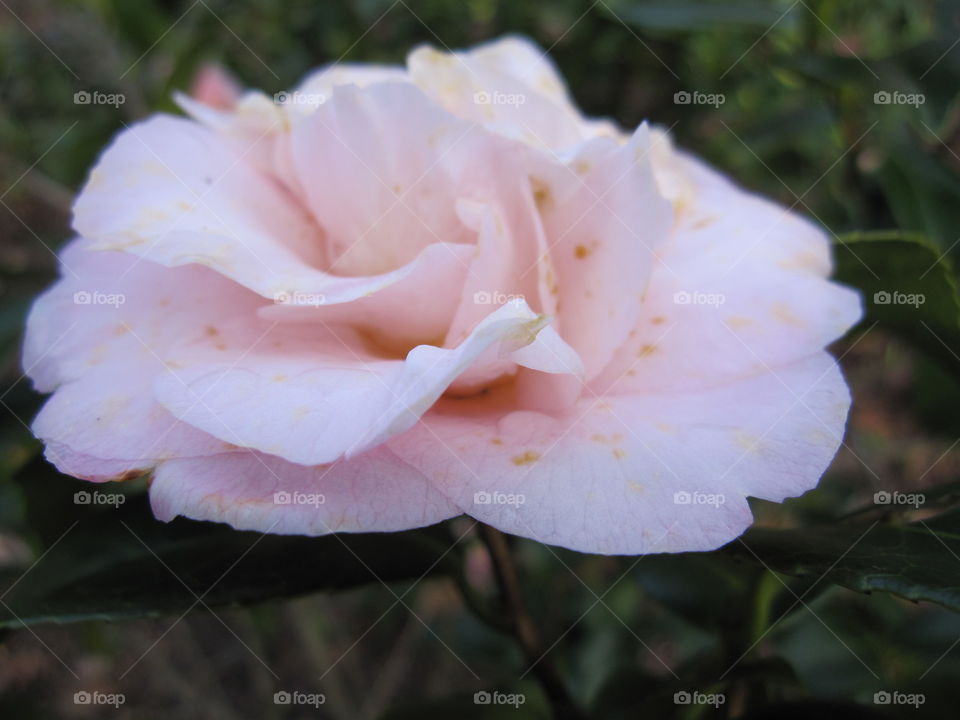 Flower, Rose, Nature, Flora, No Person