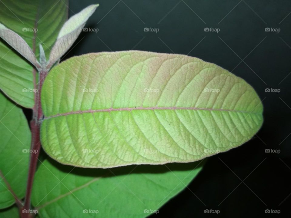 Leaf | Leave | Guava Leaf | Green Leaves