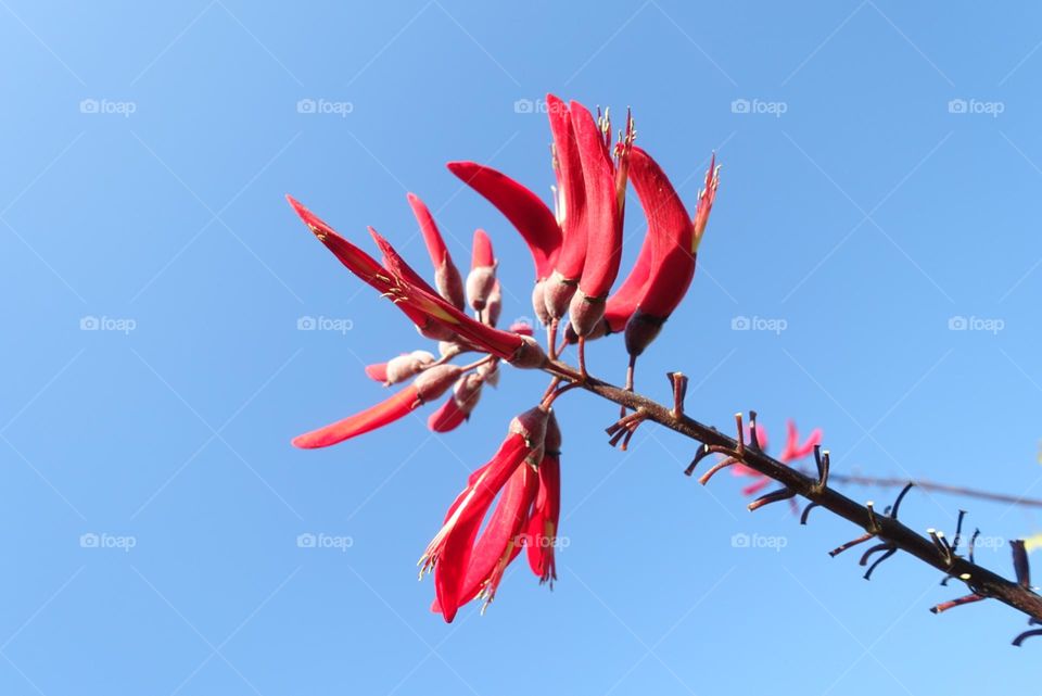 Coral tree