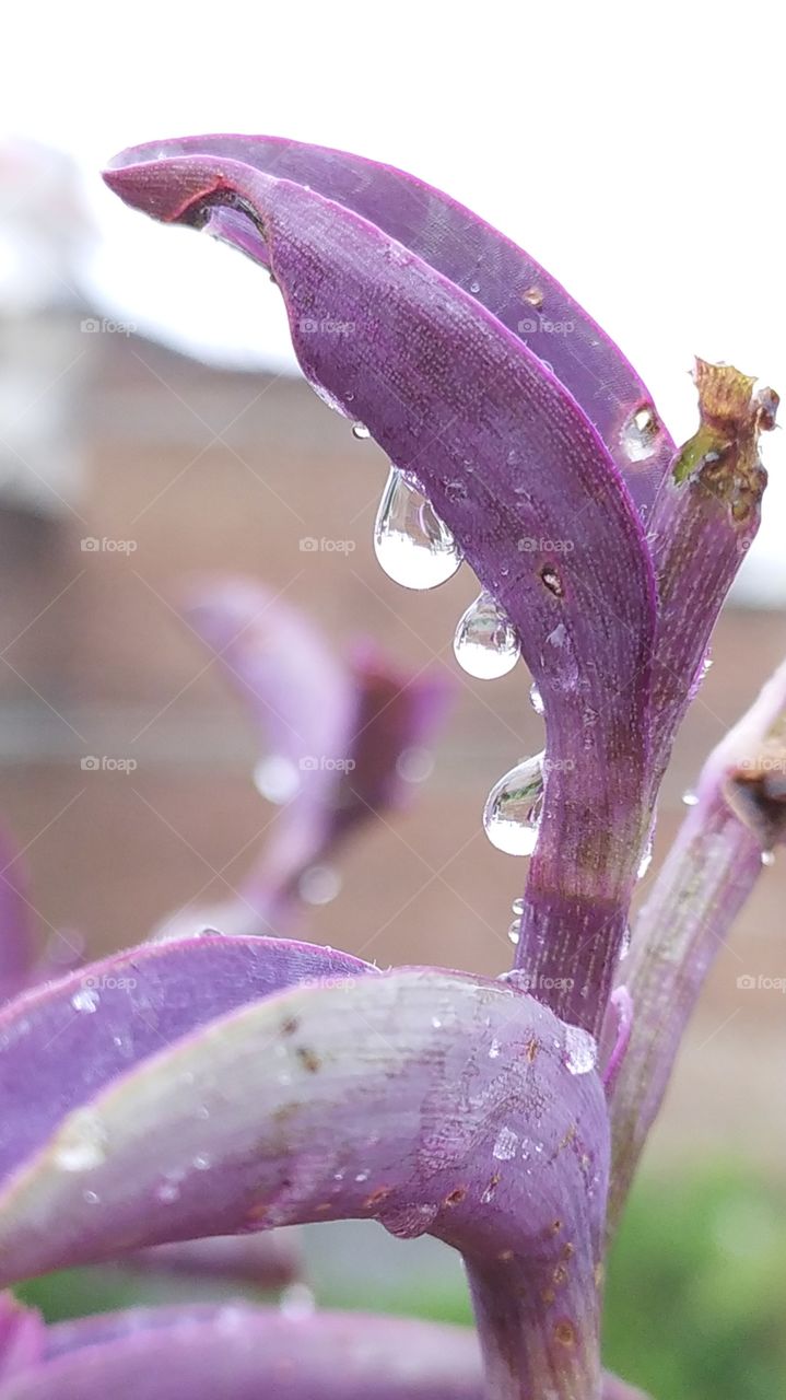 water drop on rainy drop of  purple heart leaf