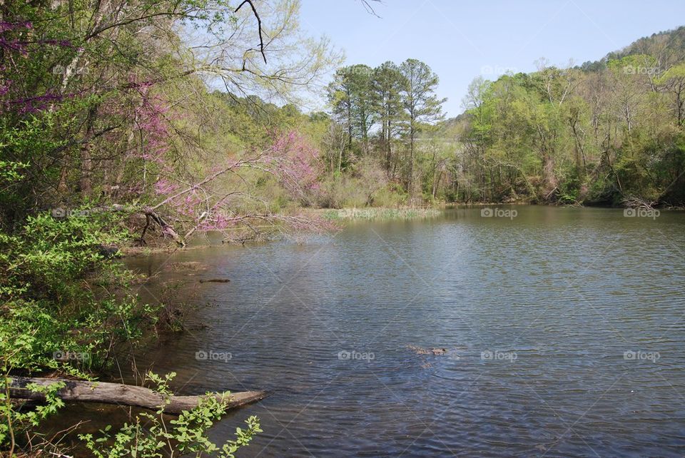 View of trees in river