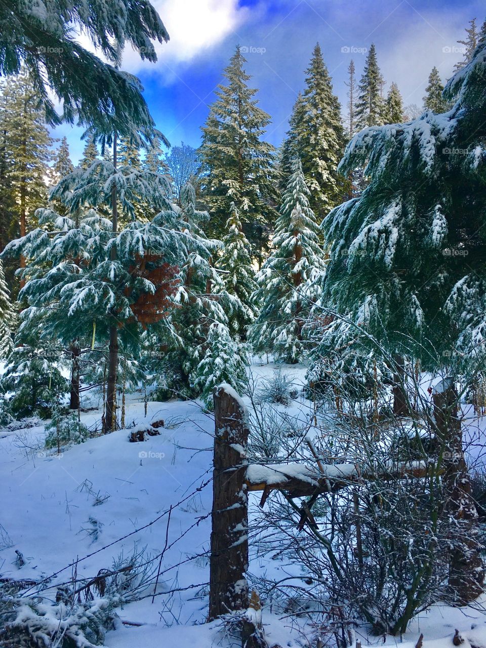 Trees covered with snow