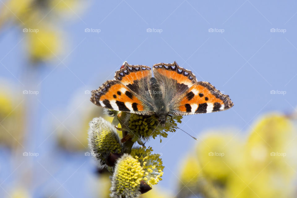 Orange butterfly on flower, open wings 