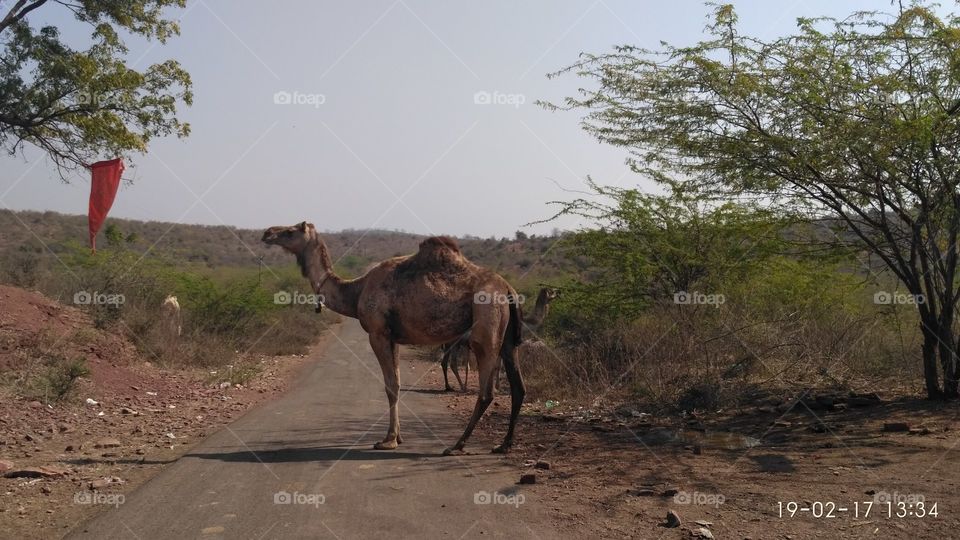 the wild camels on the road come out of the water in thirst.