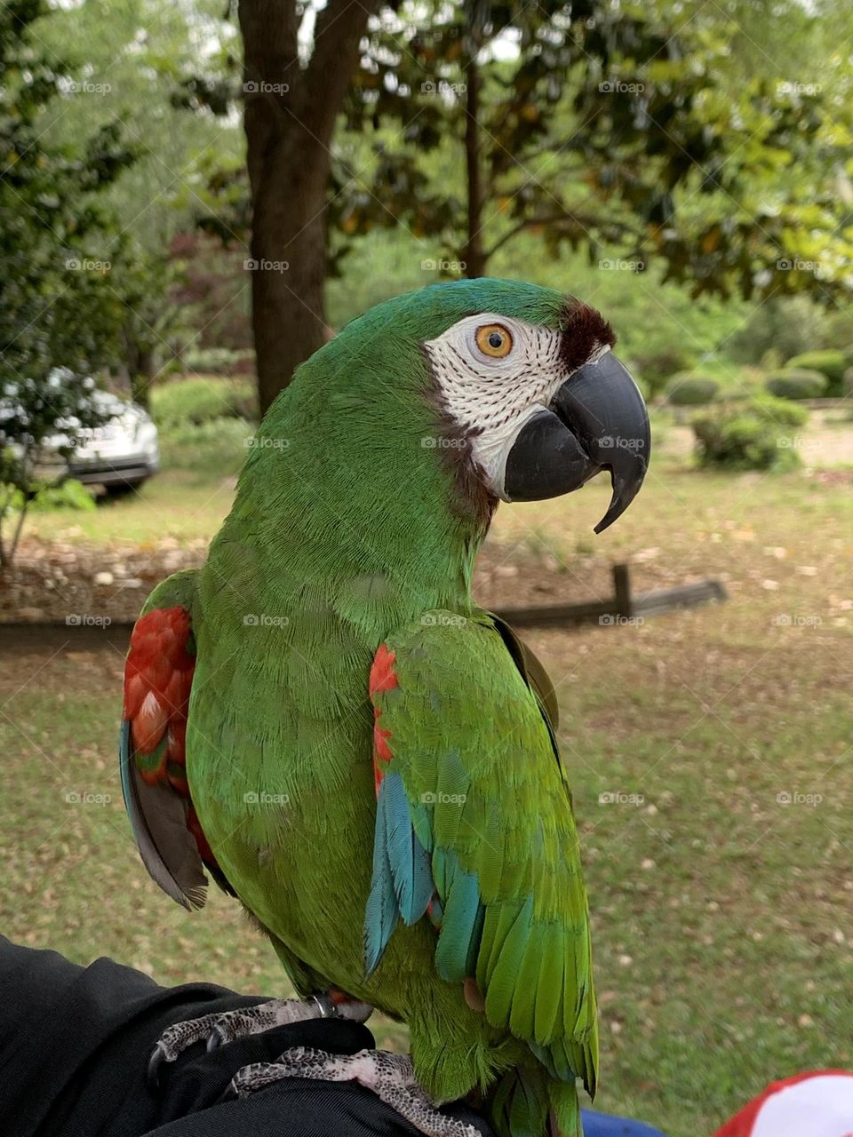 A Green Parrot poses for the camera - Green is a vibrant and eye-catching shade. It is a color you may use to make someone feel relaxed and calm or expand their imagination