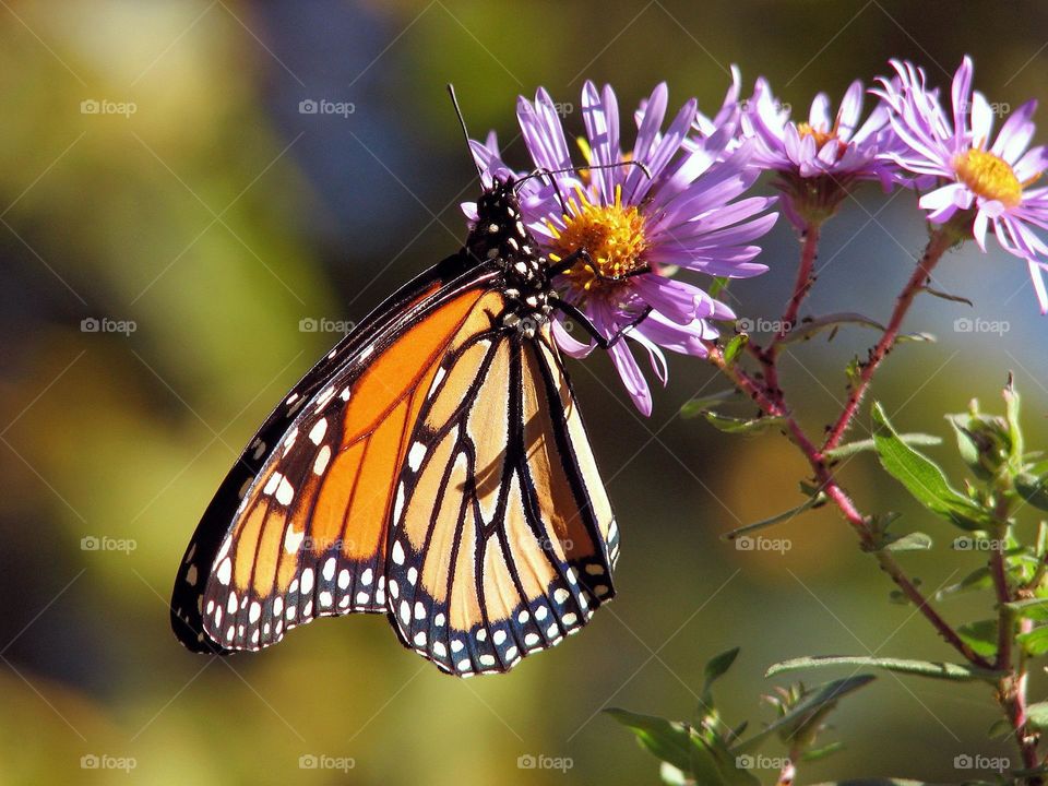 Beautiful and colourful butterfly