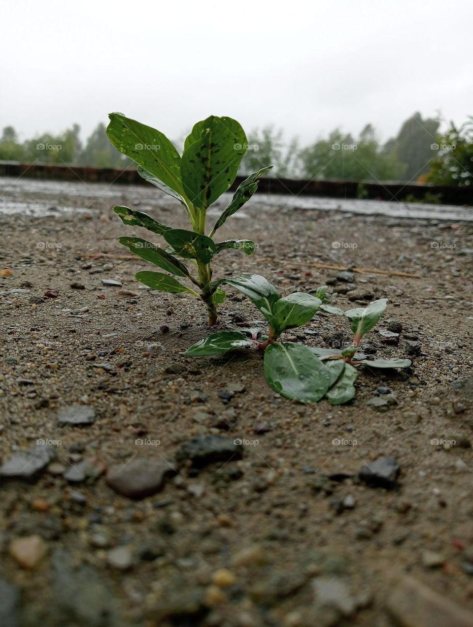 Beautiful 😍 Small Tree