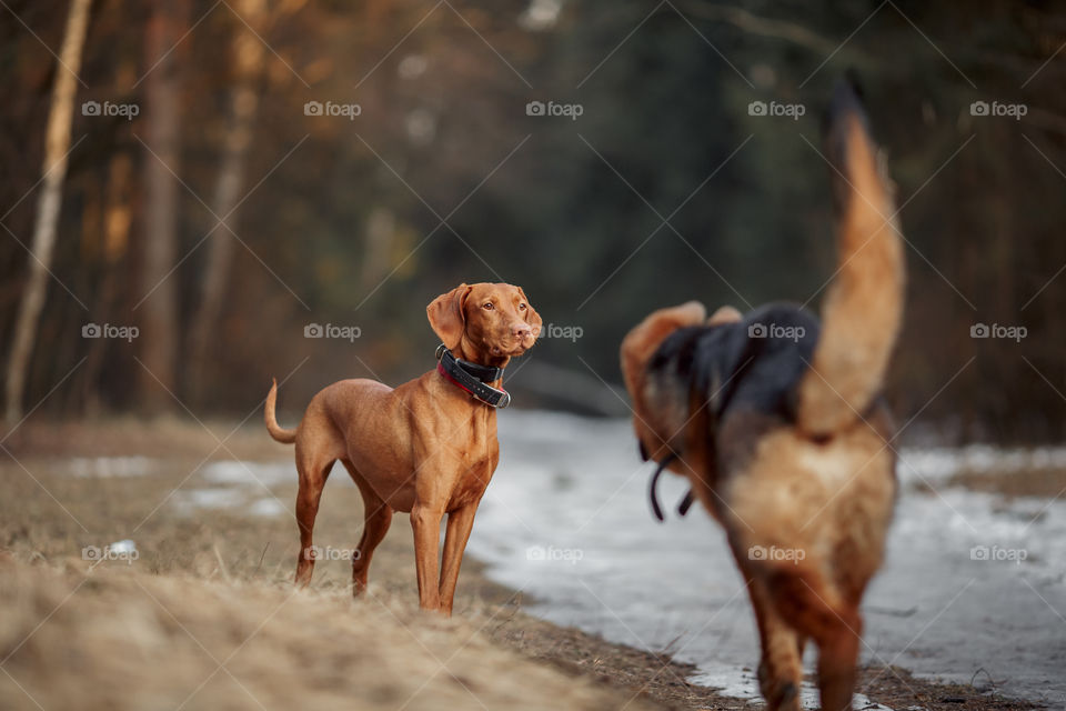 German shepherd young male dog playing with Hungarian vizsla dog outdoor at a spring evening