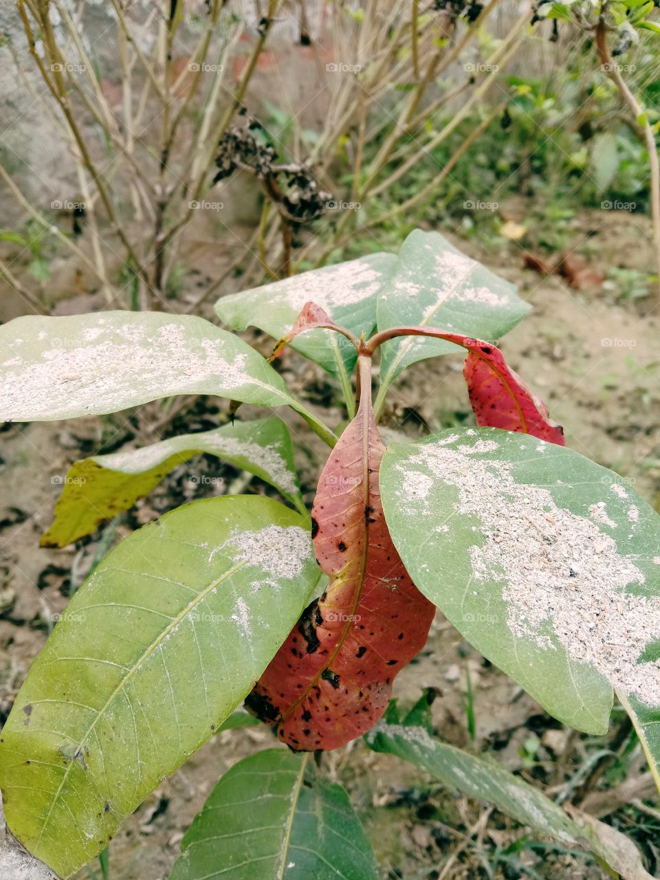 mango 🥭 plant