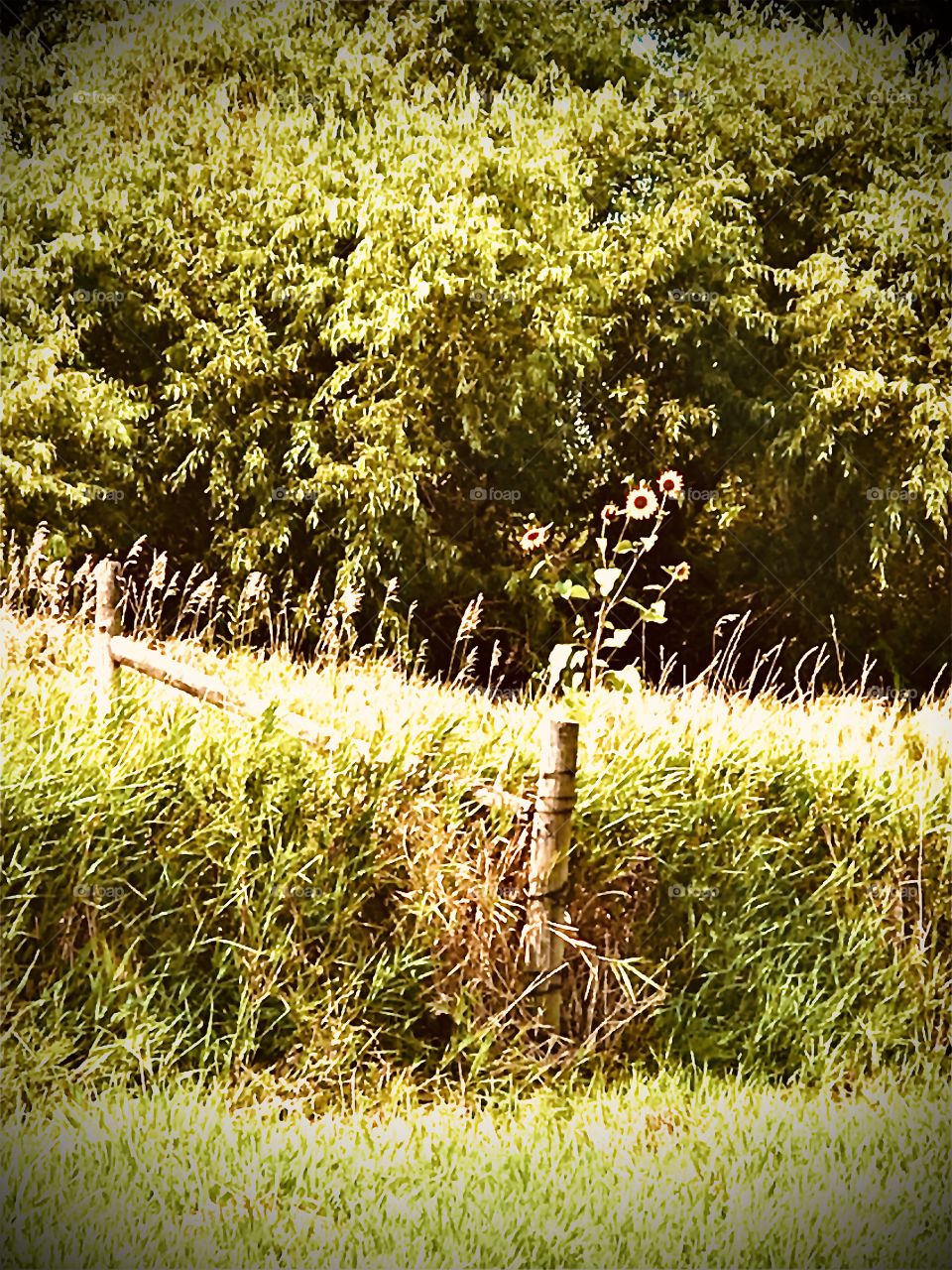 Flowers in the ditch