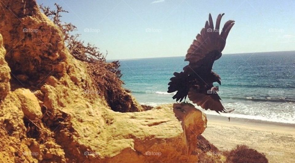 Torrey Pines & Raven 