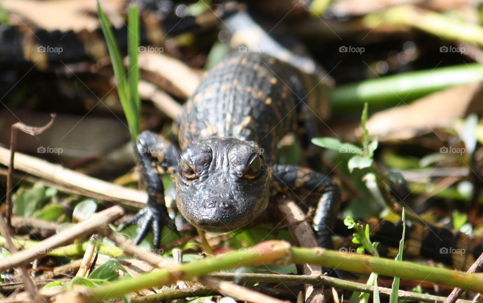 Baby gator close up