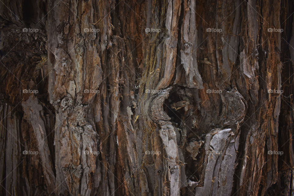 California redwood 