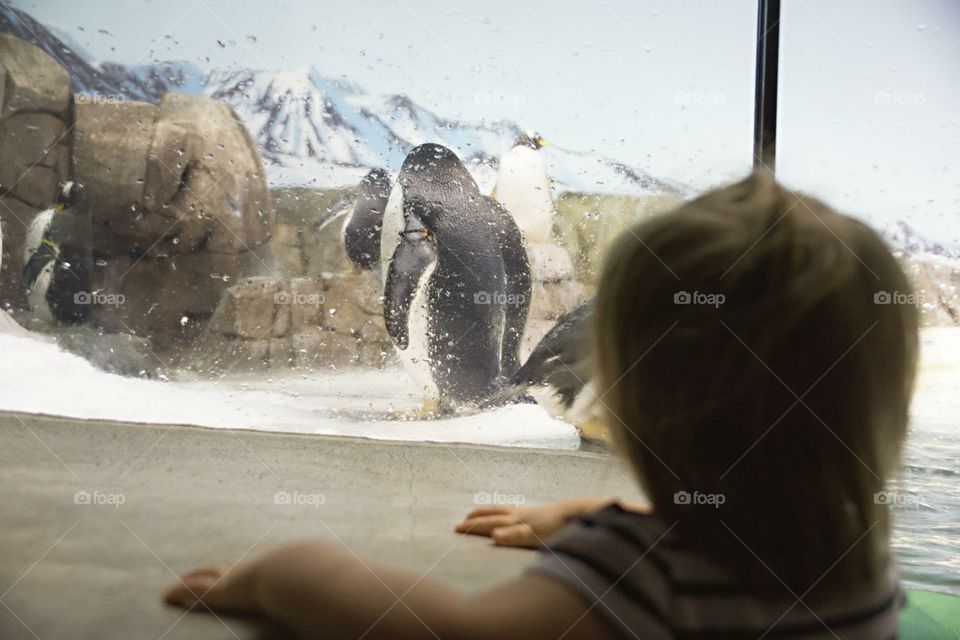 Penguins at the Zoo