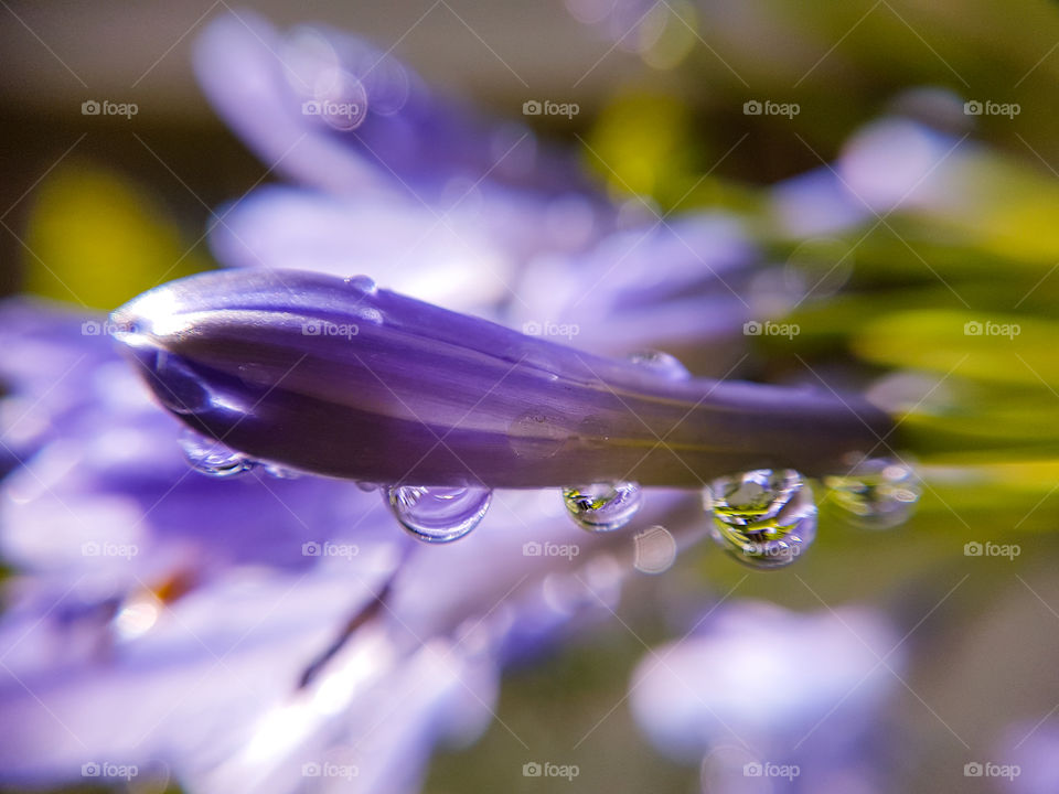closed lily flower with water drops on it