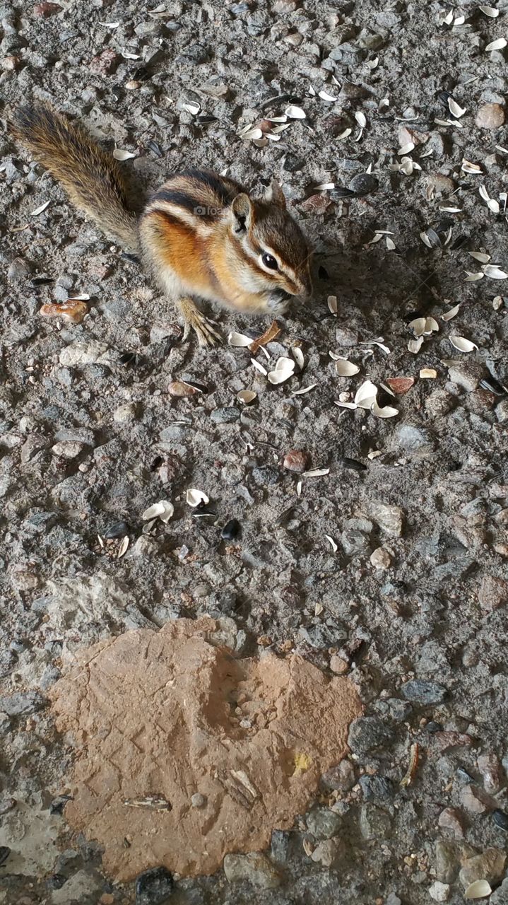 Chipmunk eating seeds