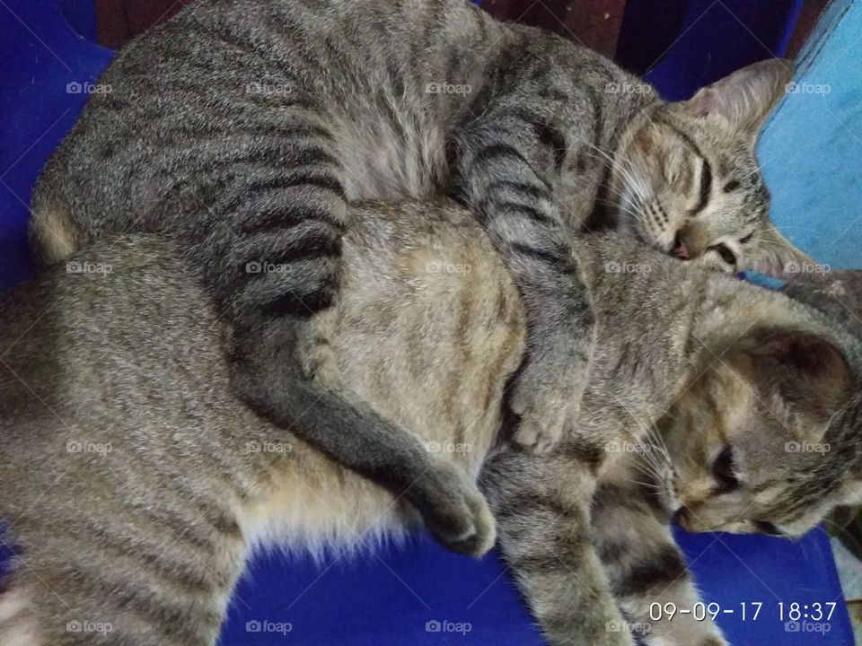 The cats who fall in love