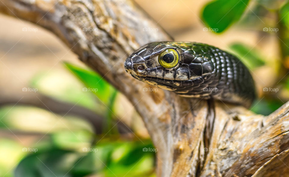 closeup black eye snake by aliasant