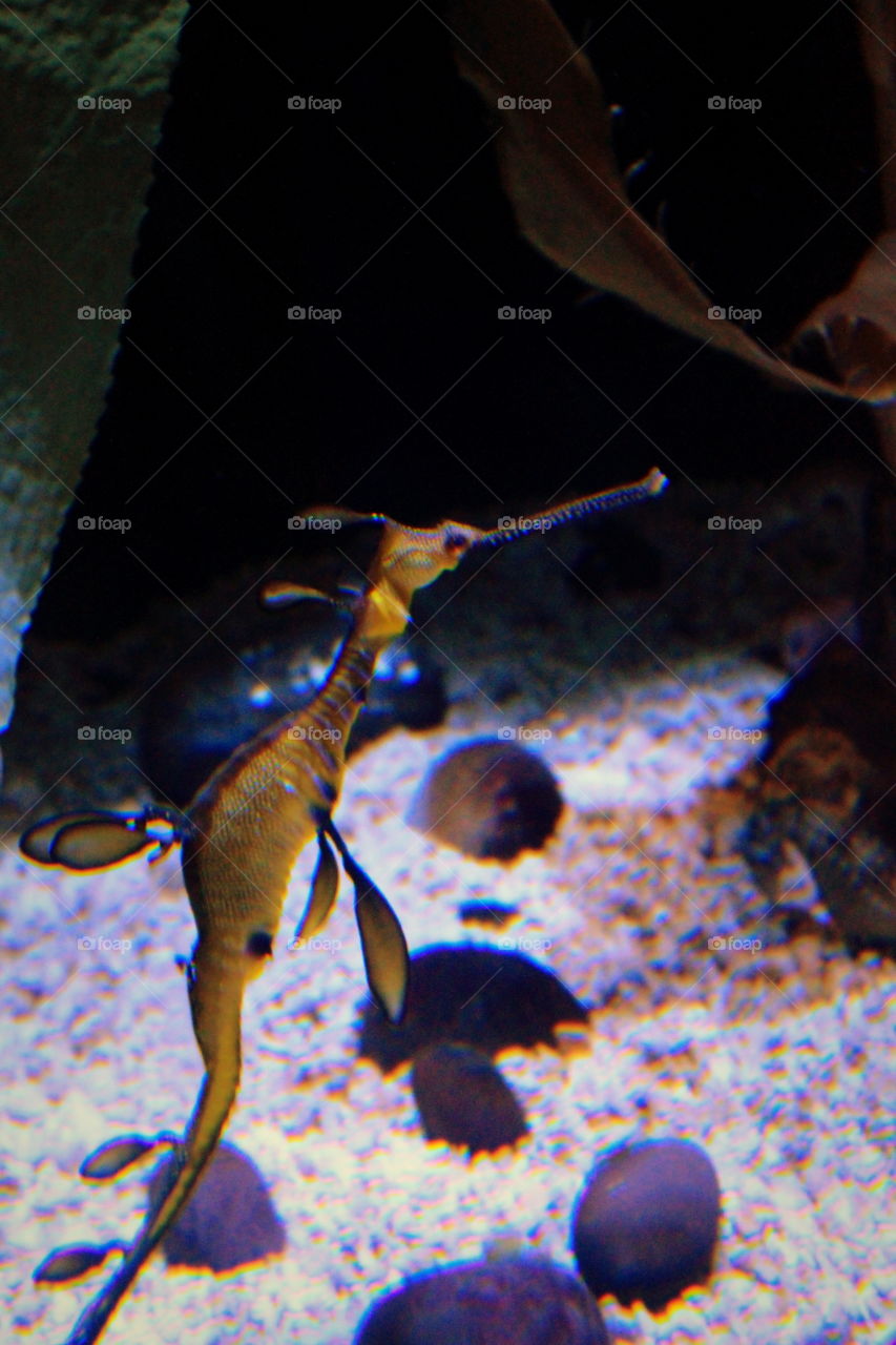 This is a sea dragon swimming in an aquarium at the Newport Aquarium in Kentucky.