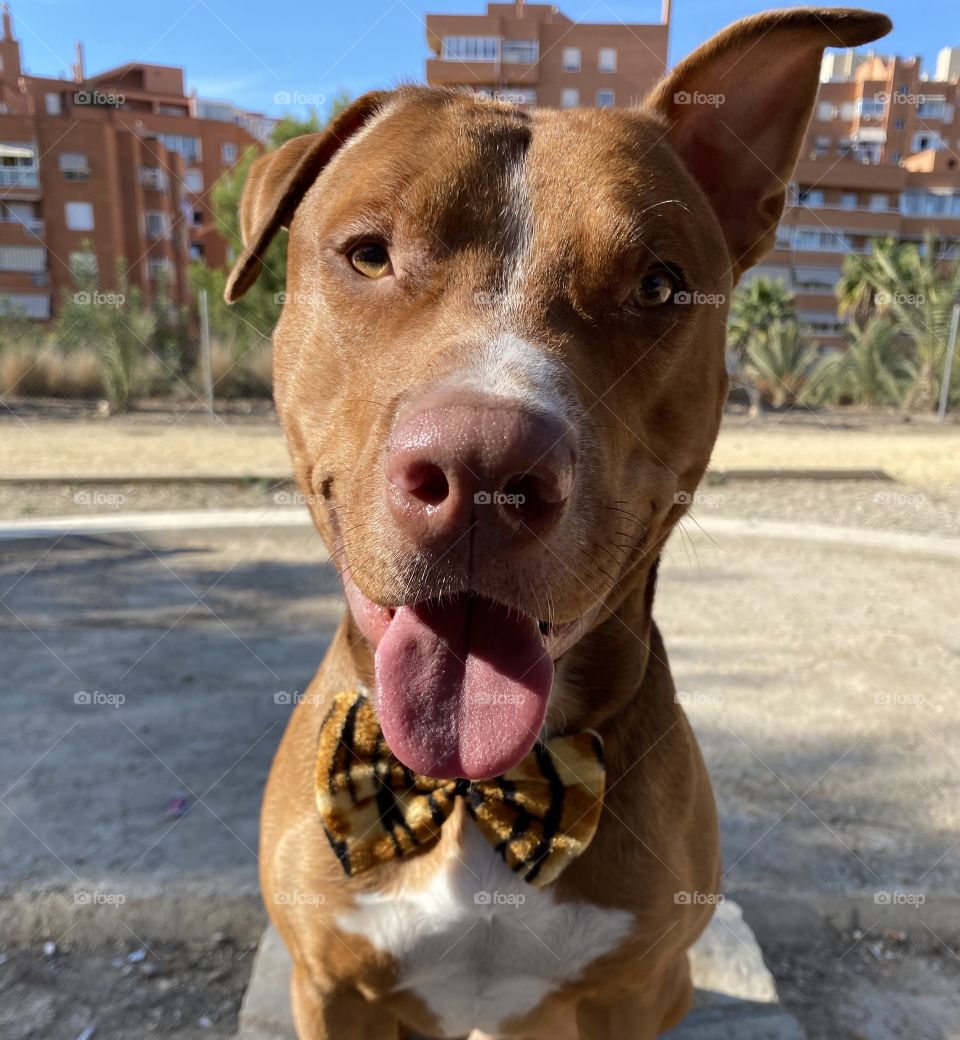 Hola mi nombre es ares y sou un perrete muy feliz! Me encanta que me hagan fotos todo el dia! 🤗