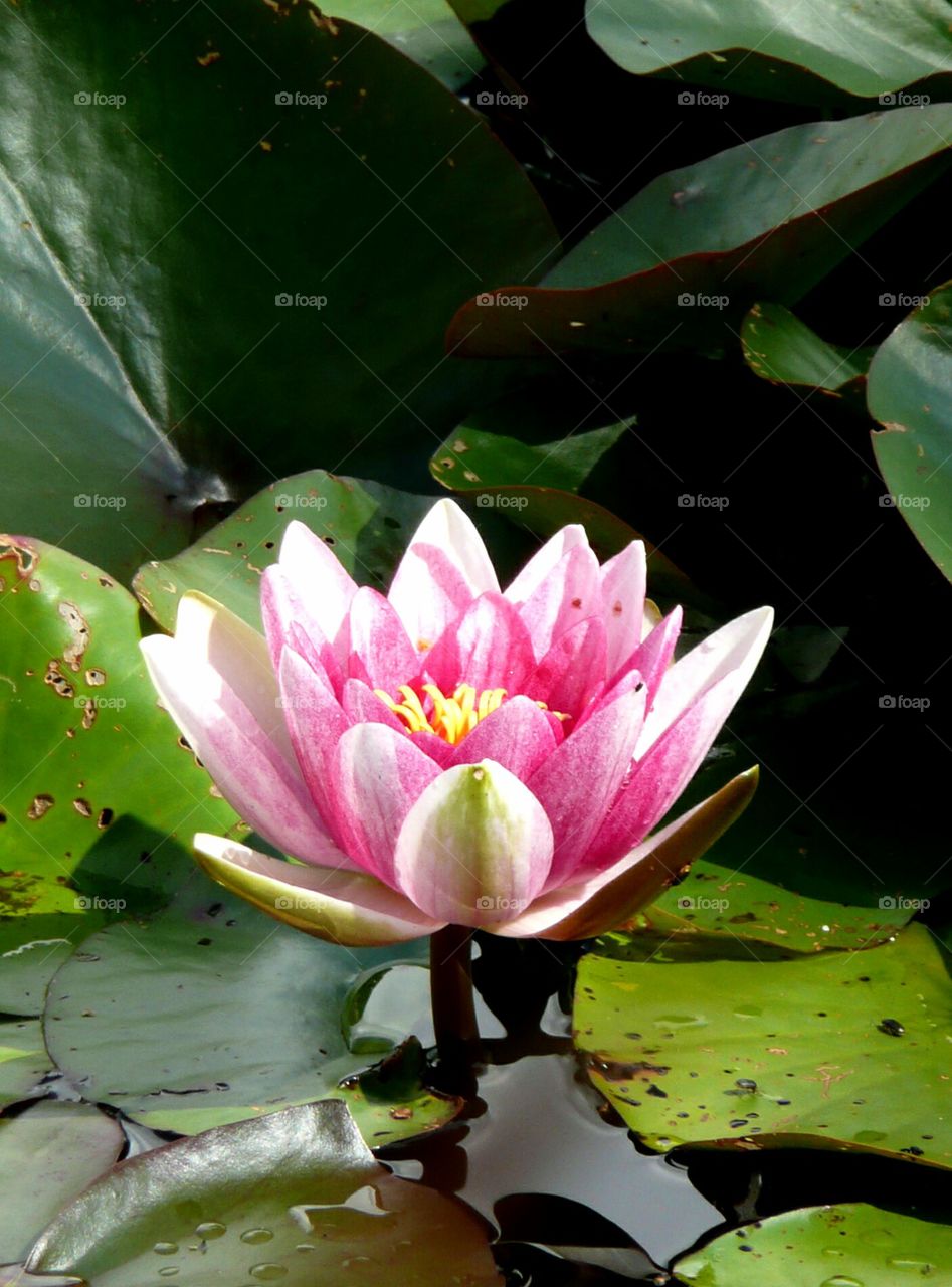 Pink water lilly