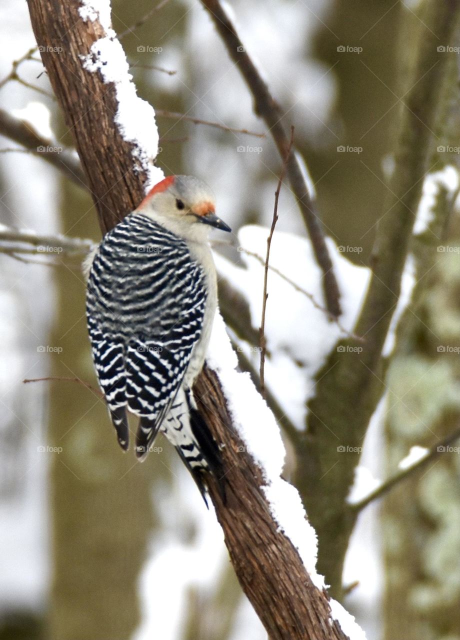 Woodpecker on a branch in the winter 