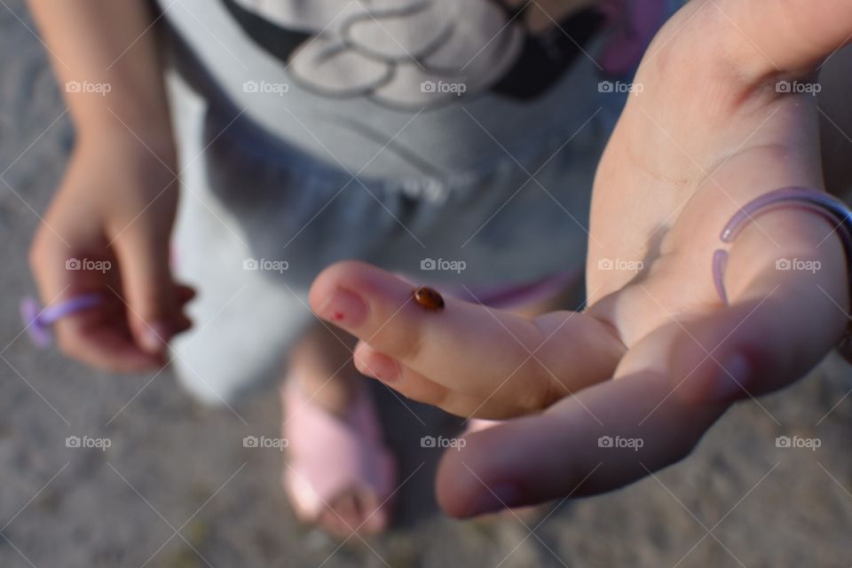 Little ladybug