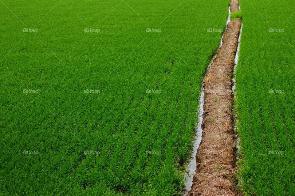 Green rice 