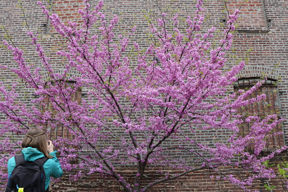 A tourist stops to capture the beautiful tree with pink blossoms against a very old brick wall .. High line , New York...