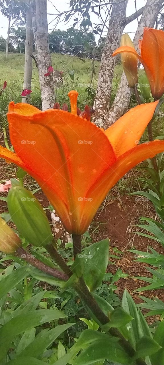 orange lily